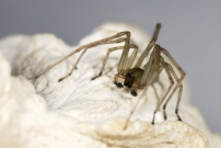 La Cheiracanthe. Un mle (Araneae - Cheiracanthiidae - Cheiracanthium mildei)